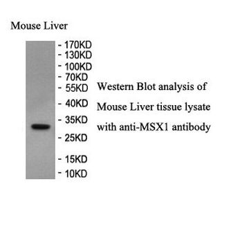 MSX1 Rabbit Polyclonal Antibody