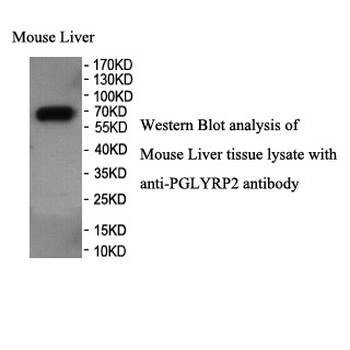 PGLYRP2 Rabbit Polyclonal Antibody