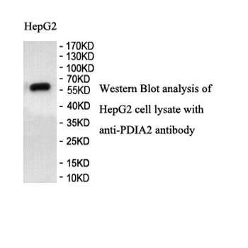 PDIA2 Rabbit Polyclonal Antibody
