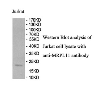MRPL11 Rabbit Polyclonal Antibody