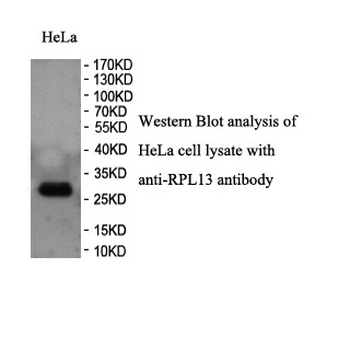 RPL13 Rabbit Polyclonal Antibody