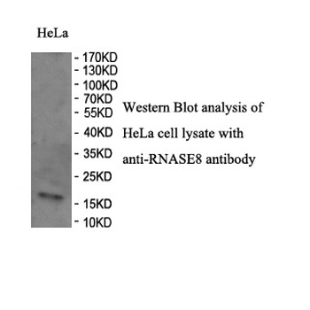 RNASE8 Rabbit Polyclonal Antibody