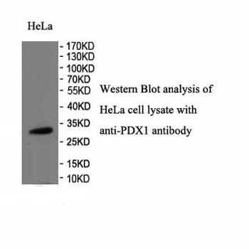 PDX1 Rabbit Polyclonal Antibody