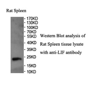 LIF Rabbit Polyclonal Antibody