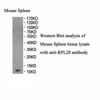 RPL28 Rabbit Polyclonal Antibody