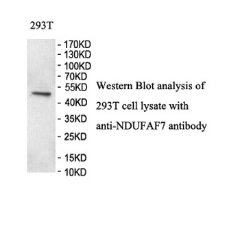 NDUFAF7 Rabbit Polyclonal Antibody