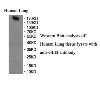 GLI3 Rabbit Polyclonal Antibody