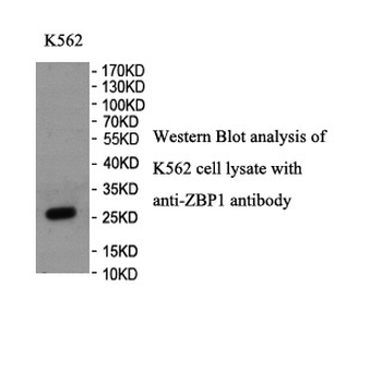 ZBP1 Rabbit Polyclonal Antibody