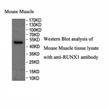RUNX1 Rabbit Polyclonal Antibody