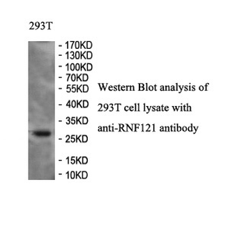 RNF121 Rabbit Polyclonal Antibody