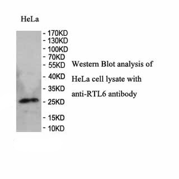 RTL6 Rabbit Polyclonal Antibody