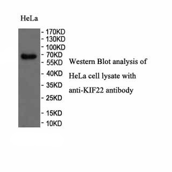 KIF22 Rabbit Polyclonal Antibody