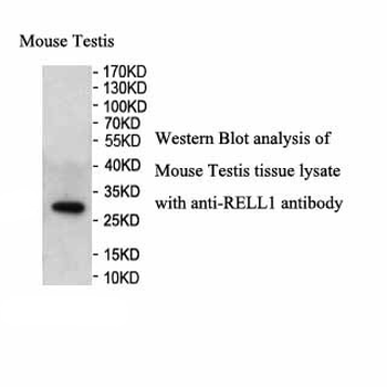 RELL1 Rabbit Polyclonal Antibody