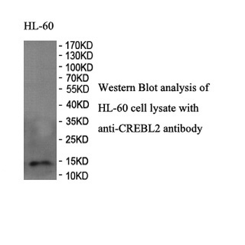 CREBL2 Rabbit Polyclonal Antibody