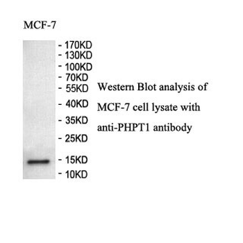 PHPT1 Rabbit Polyclonal Antibody