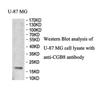 CGB8 Rabbit Polyclonal Antibody