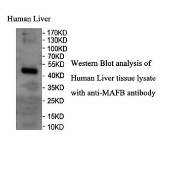 MAFB Rabbit Polyclonal Antibody