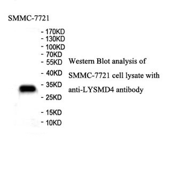 LYSMD4 Rabbit Polyclonal Antibody