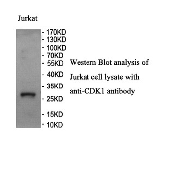CDK1 Rabbit Polyclonal Antibody