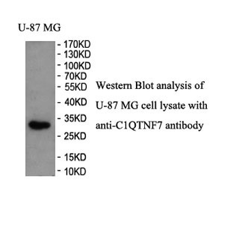 C1QTNF7 Rabbit Polyclonal Antibody