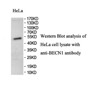 BECN1 Rabbit Polyclonal Antibody