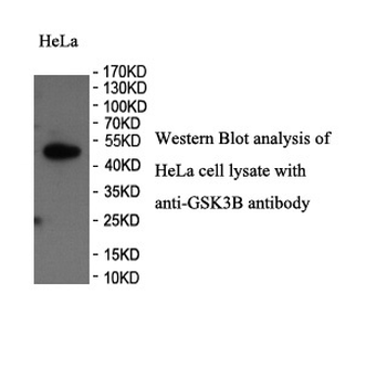 GSK3B Rabbit Polyclonal Antibody