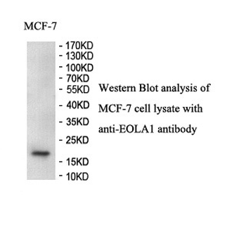 EOLA1 Rabbit Polyclonal Antibody