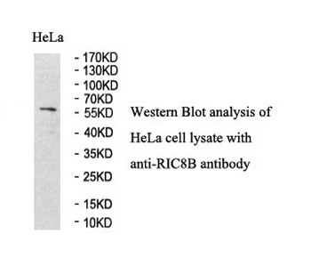 RIC8B Rabbit Polyclonal Antibody