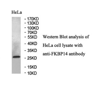 FKBP14 Rabbit Polyclonal Antibody
