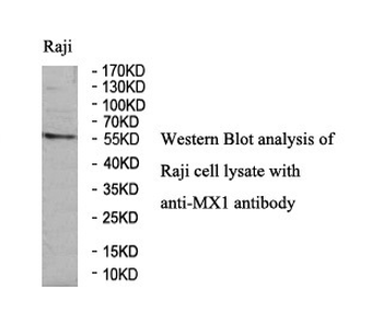 MX1 Rabbit Polyclonal Antibody