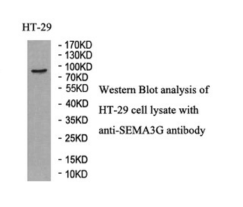 SEMA3G Rabbit Polyclonal Antibody