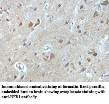 NFS1 Rabbit Polyclonal Antibody