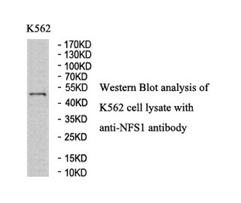 NFS1 Rabbit Polyclonal Antibody
