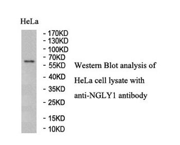 NGLY1 Rabbit Polyclonal Antibody