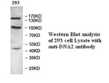 DNA2 Rabbit Polyclonal Antibody