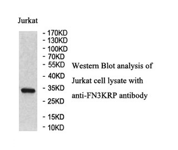 FN3KRP Rabbit Polyclonal Antibody