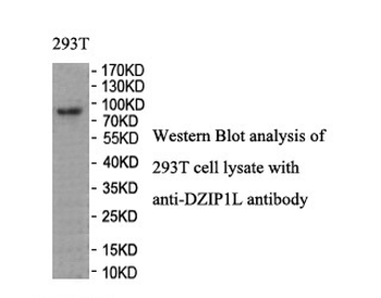 DZIP1L Rabbit Polyclonal Antibody