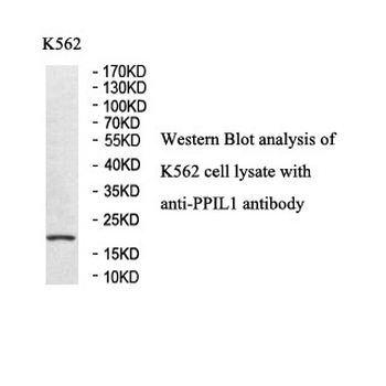 PPIL1 Rabbit Polyclonal Antibody