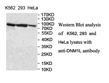 DNM1L Rabbit Polyclonal Antibody