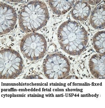 USP44 Rabbit Polyclonal Antibody