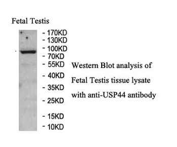 USP44 Rabbit Polyclonal Antibody