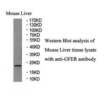 GFER Rabbit Polyclonal Antibody