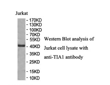 TIA1 Rabbit Polyclonal Antibody