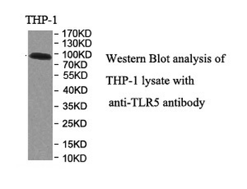 TLR5 Rabbit Polyclonal Antibody