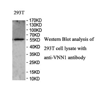 VNN1 Rabbit Polyclonal Antibody
