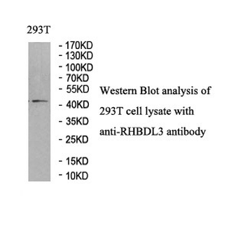 RHBDL3 Rabbit Polyclonal Antibody
