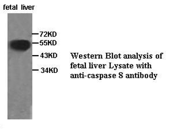Caspase 8 Rabbit Polyclonal Antibody