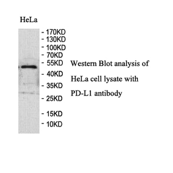 CD274 Rabbit Polyclonal Antibody