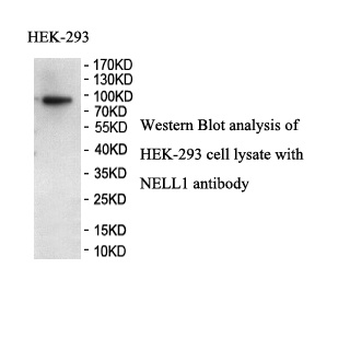 NELL1 Rabbit Polyclonal Antibody