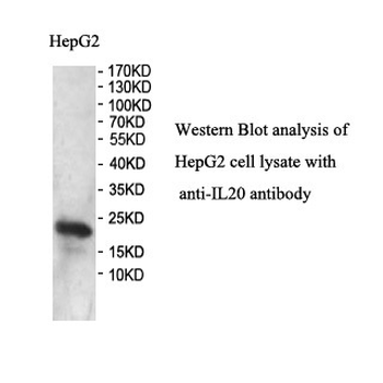 IL20 Rabbit Polyclonal Antibody